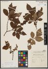 Foto von Salix silesiaca Willd.